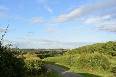 Scenic view of road amidst trees against sky