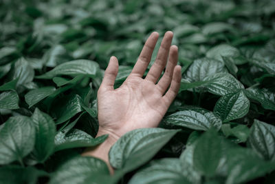 Close-up of cropped hand amidst leaves