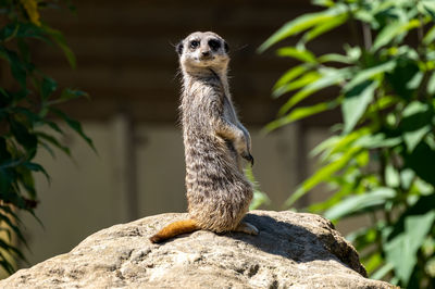 Close-up of meerkat on rock