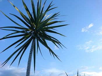 Low angle view of palm tree against sky