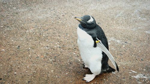 Close-up of penguin standing on land