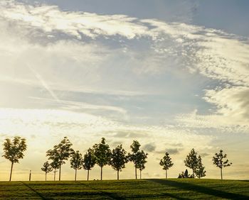 Trees on field against sky