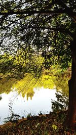 Trees by lake in forest against sky