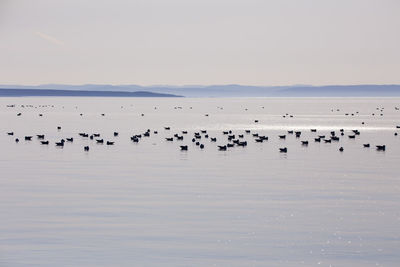 Flock of birds in the water