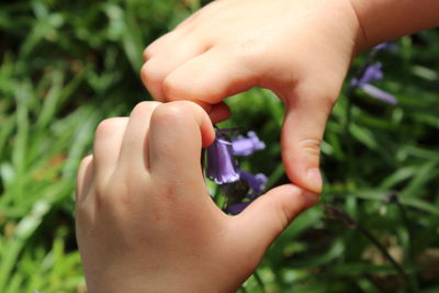 Close-up of hand holding purple flower