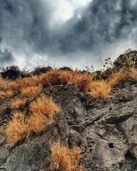 Low angle view of plants against sky