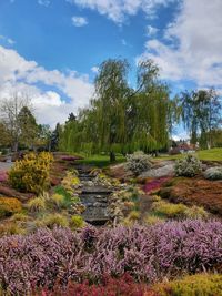 Scenic view of flowering plants on field against sky