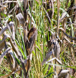 View of birds in grass