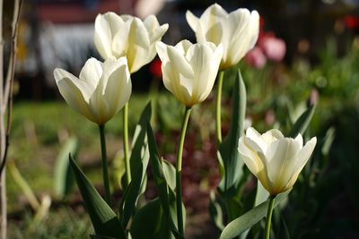 Close-up of white flowering plants growing on field