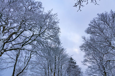 Low angle view of bare trees against sky