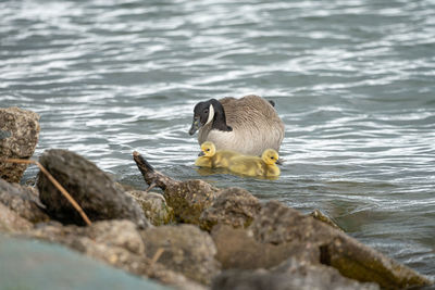 Baby geese swimming in the lake with mother goose following behind