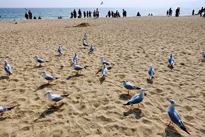 Flock of seagulls on beach