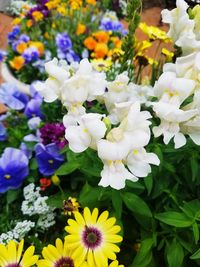 Close-up of white flowers blooming outdoors