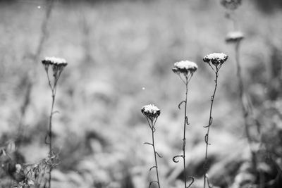 Close-up of wilted plant on field