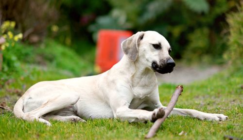 Dog sitting on grass