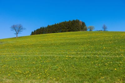 Scenic view of field against clear blue sky