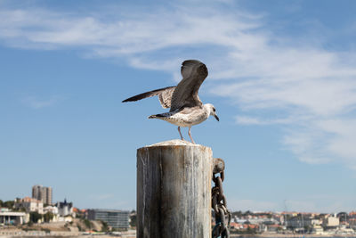 Seagull perching on a post against sky