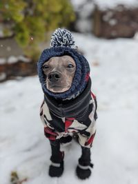 Portrait of a dog wearing winter hat, sweater, and boots