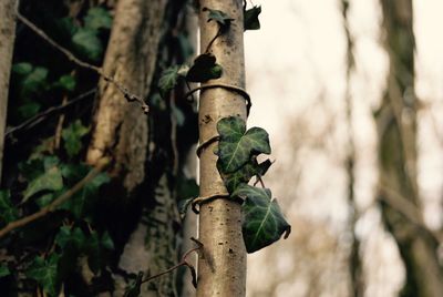 Close-up of grasshopper on tree trunk