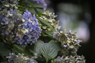 Close-up of purple hydrangea flowers