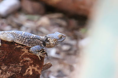 Close-up of lizard