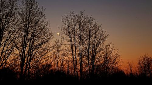 Low angle view of silhouette bare trees against sky during sunset