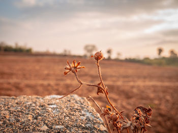 Close-up of dried plant on field