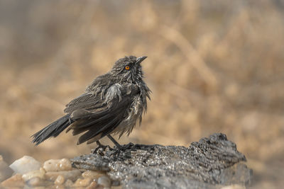 Close-up of bird perching on rock