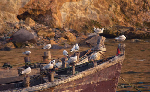 Birds perching on wood