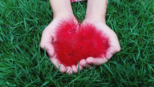 Close-up of hand holding grass