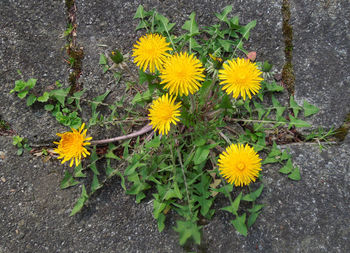 High angle view of yellow flowers