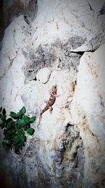 Close-up of tree trunk