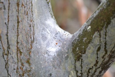 Close-up of snow on tree trunk