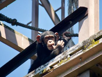 Close-up of monkey chimpanzee with thumb in mouth