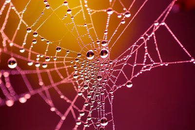 Close-up of spider web