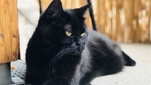 Close-up of black cat at home