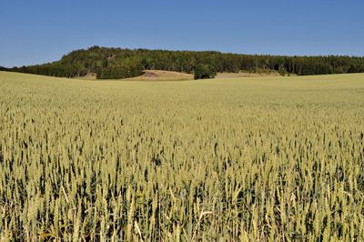 Scenic view of agricultural field against clear sky