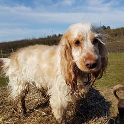 Portrait of dog on field against sky