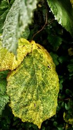 Close-up of lizard on plant