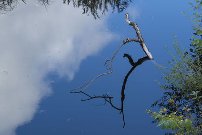 Low angle view of bare tree against sky