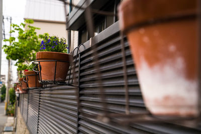 Close-up of potted plant against building