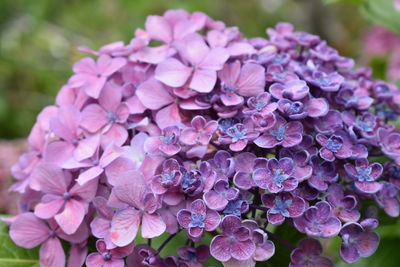 Close-up of pink hydrangea flowers