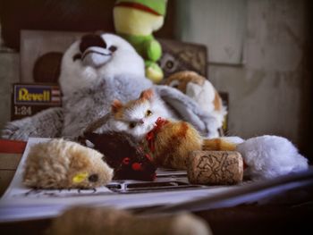 View of a cat resting on a toy