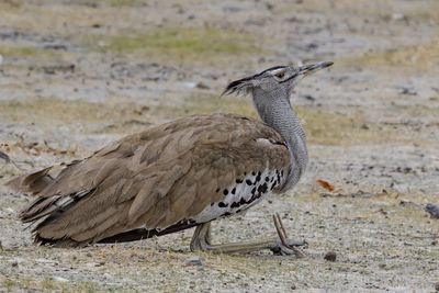 A lying kori bustard in etosha, a national park of namibia