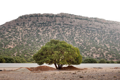 Trees on landscape against clear sky