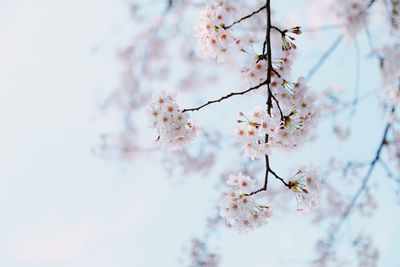 Close-up of cherry blossom