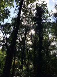 Low angle view of trees in forest