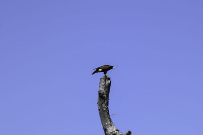 Low angle view of bird perching on branch against blue sky