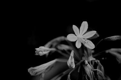 Close-up of white flower blooming against black background