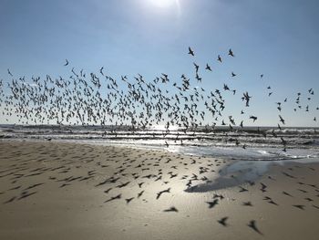 Flock of birds flying over beach